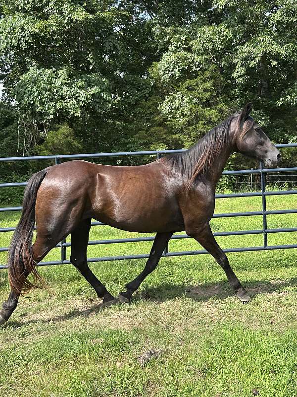 quarter-horse-for-sale