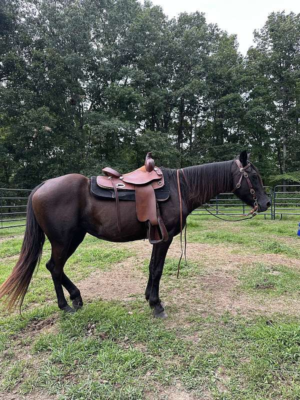 quarter-horse