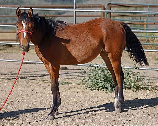 all-around-quarter-horse