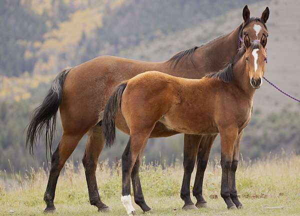 athletic-quarter-horse