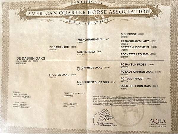 barrel-racing-quarter-horse