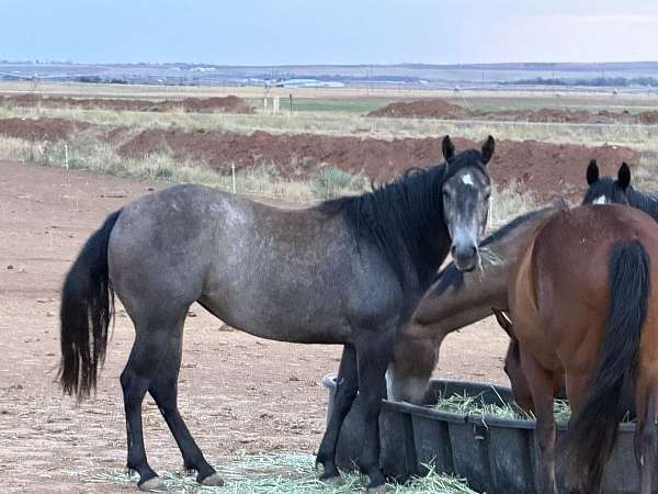 leo-filly