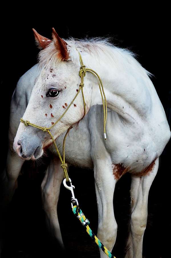 gypsy-cross-colt
