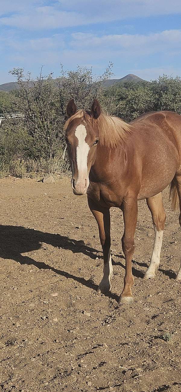 rabicino-flaxen-mane-tail-horse