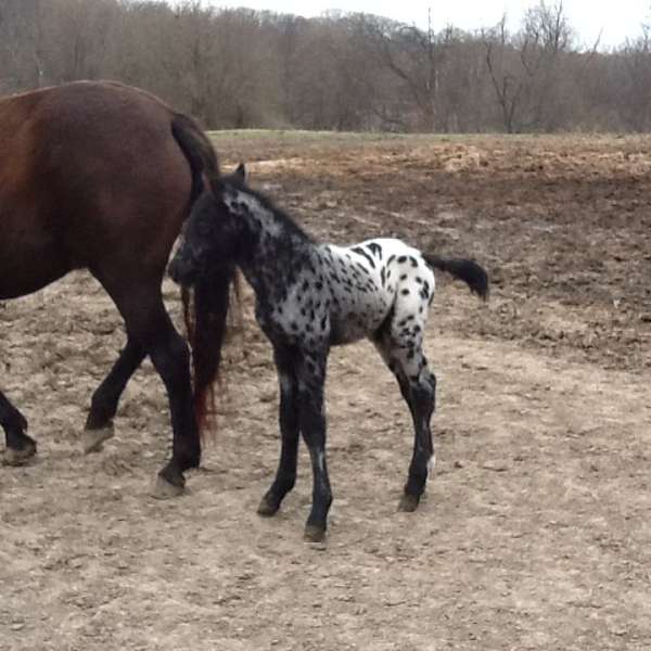 black-roan-appaloosa-horse