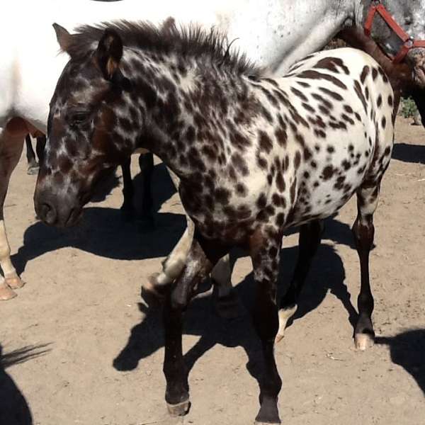friendly-personality-appaloosa-horse