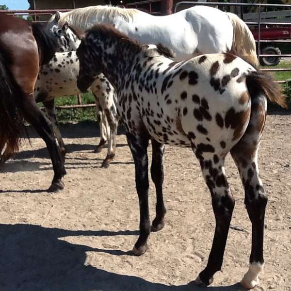 good-pedigree-appaloosa-horse