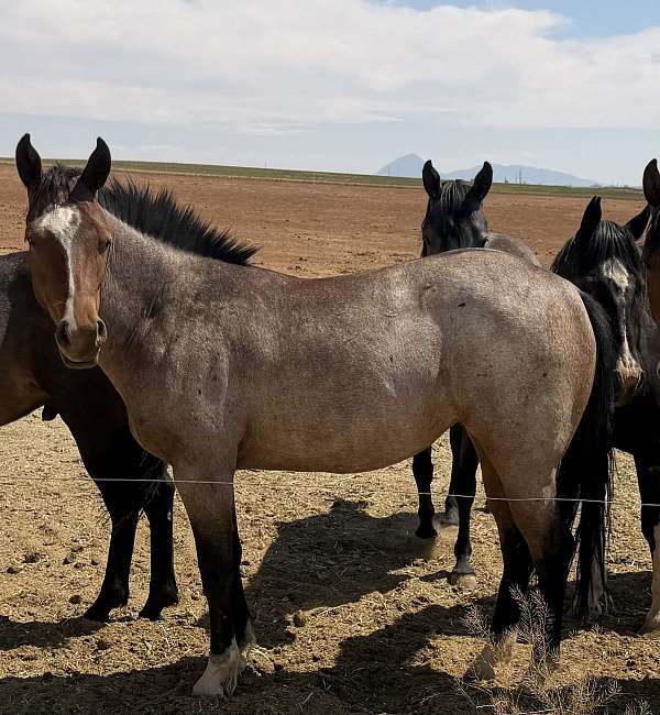pelican-quarter-horse