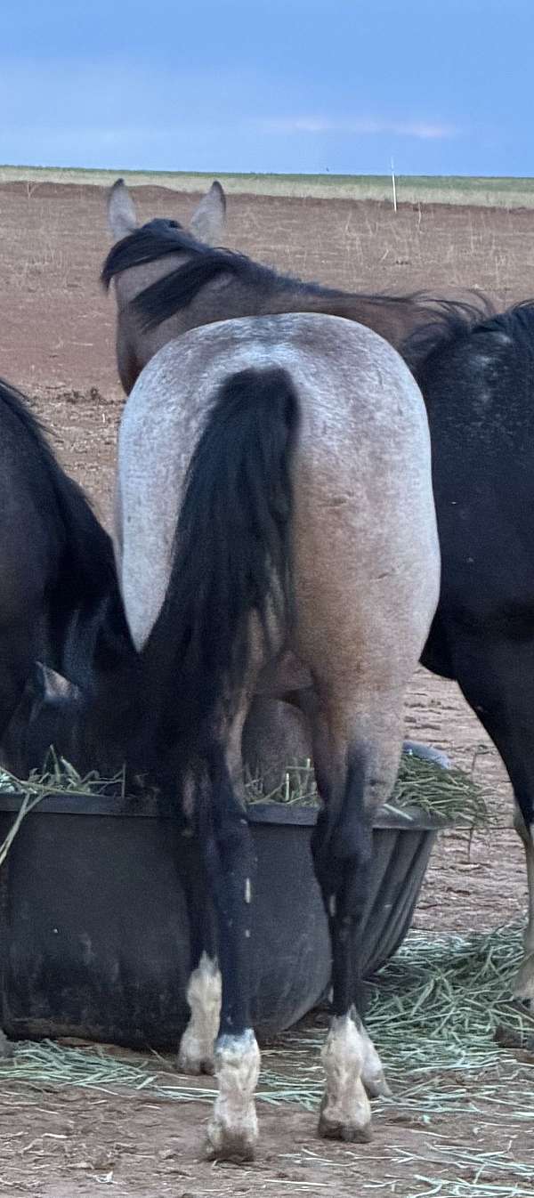 white-lightning-ike-horse
