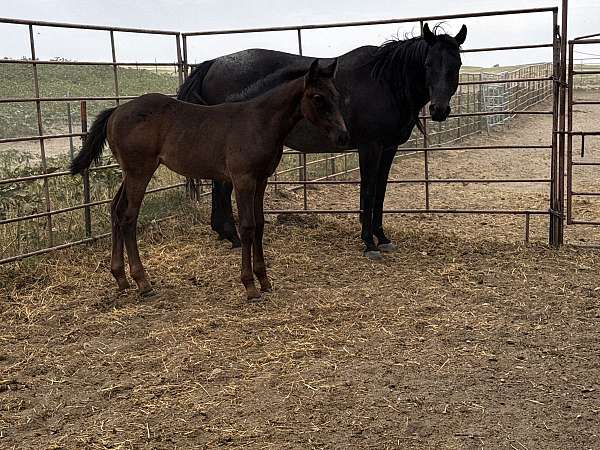 black-ropin-horse