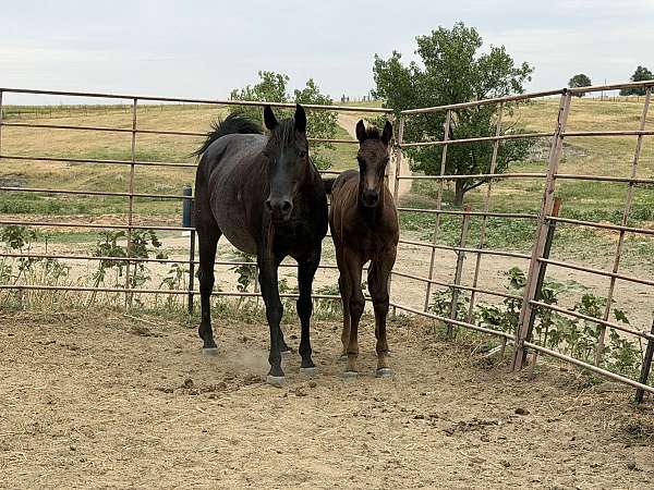 ropin-stallion