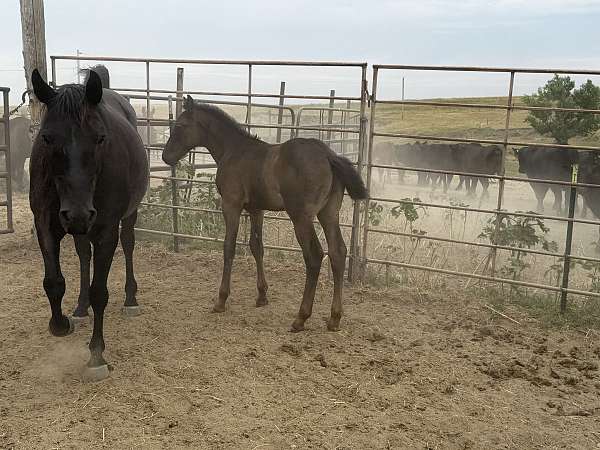 black-all-around-horse