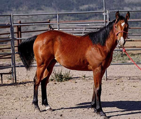 all-around-quarter-horse