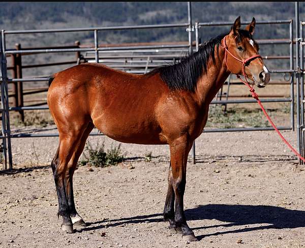 athletic-quarter-horse