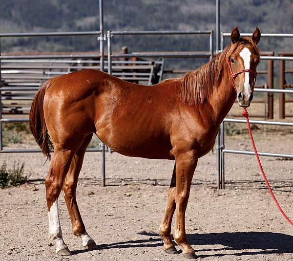 all-around-quarter-horse