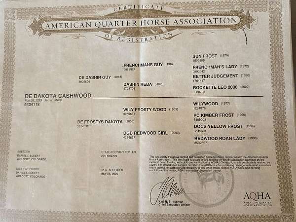 athletic-quarter-horse