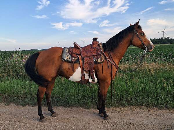 bay-overo-2-blue-eyes-horse