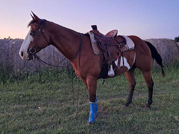 bay-overo-black-points-horse