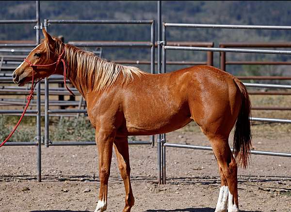 all-around-quarter-horse