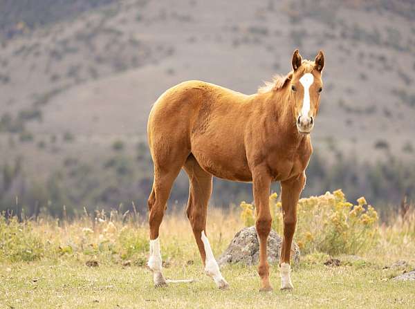 athletic-quarter-horse