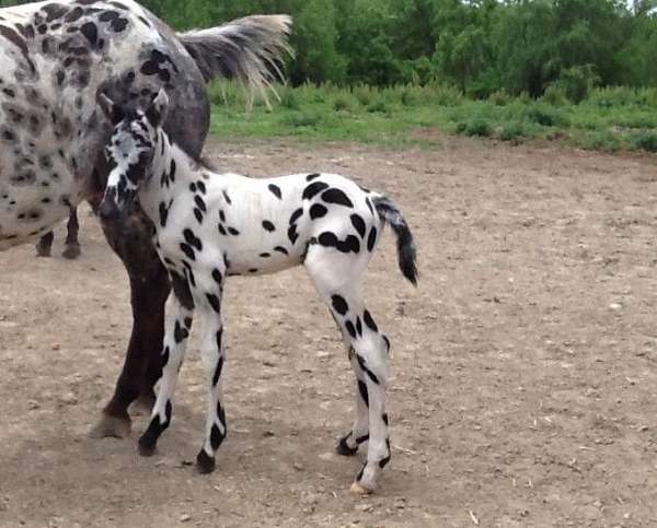 white-appaloosa-colt