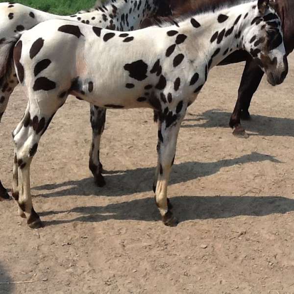 white-aphc-colt