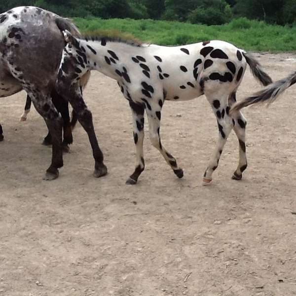 black-spots-horse