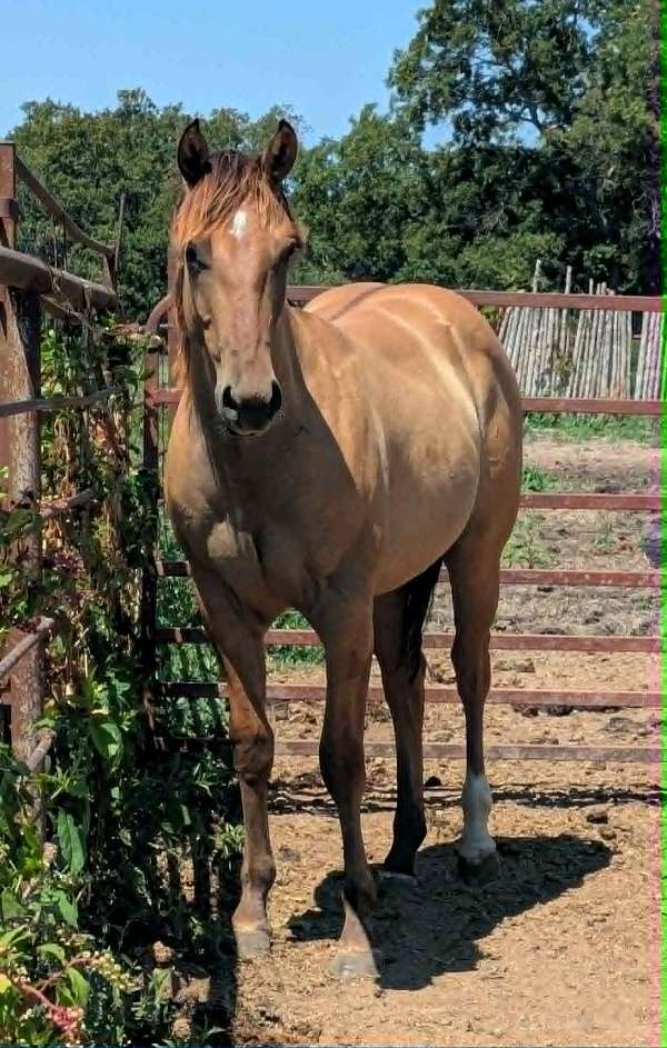 dun-star-left-hind-sock-horse