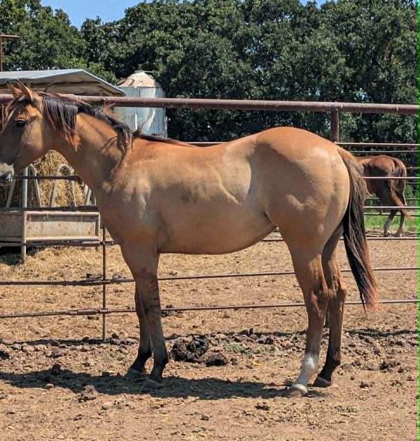 dunskin-filly-quarter-horse