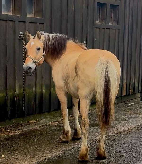 attention-fjord-pony