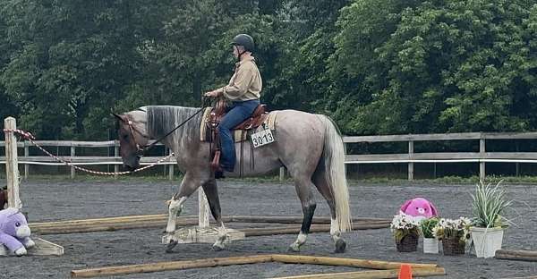 paint-gelding