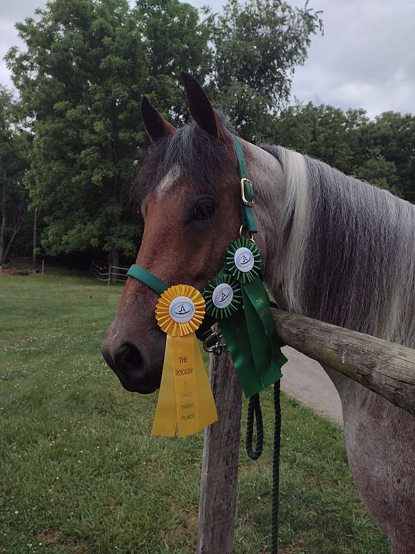 trail-challenges-paint-horse