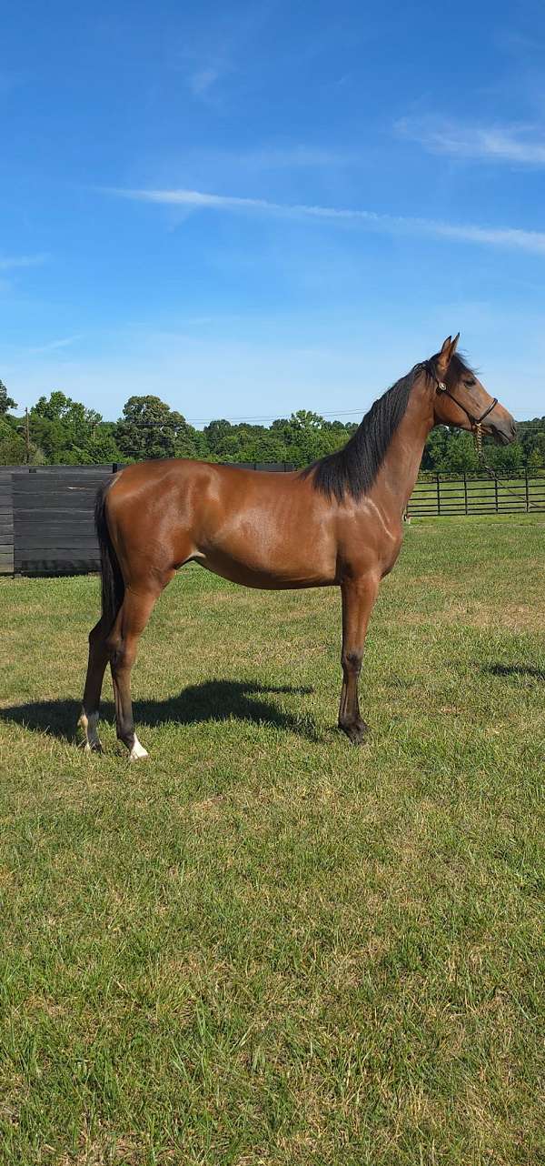 athletic-arabian-oldenburg-horse