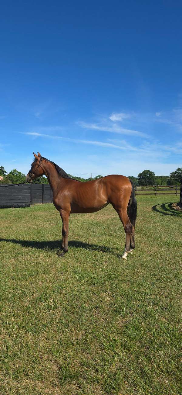 champion-arabian-oldenburg-horse