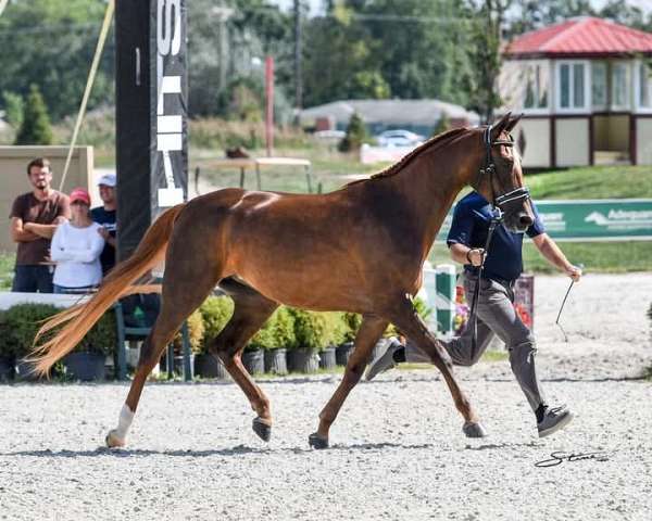 champion-pedigree-arabian-horse
