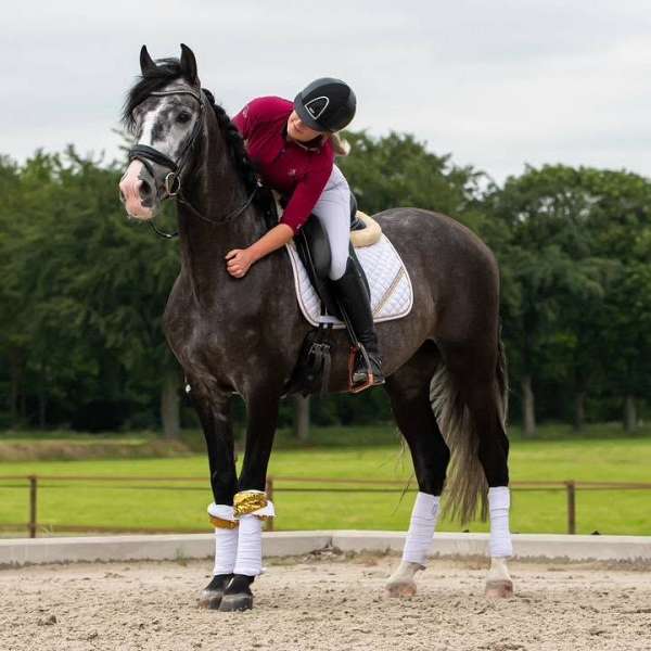 enjoyable-andalusian-horse