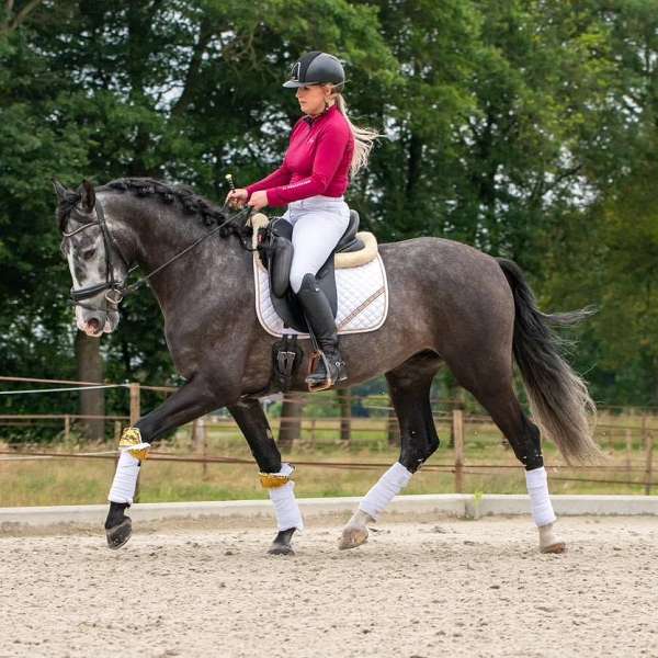 enjoyment-andalusian-horse