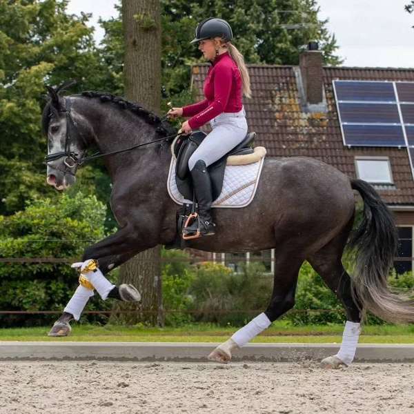 experienced-rider-andalusian-horse