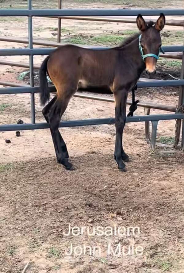 ranch-andalusian-mule