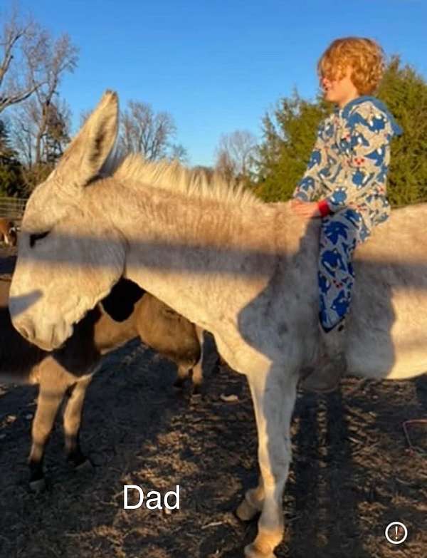 grulla-andalusian-mule-for-sale