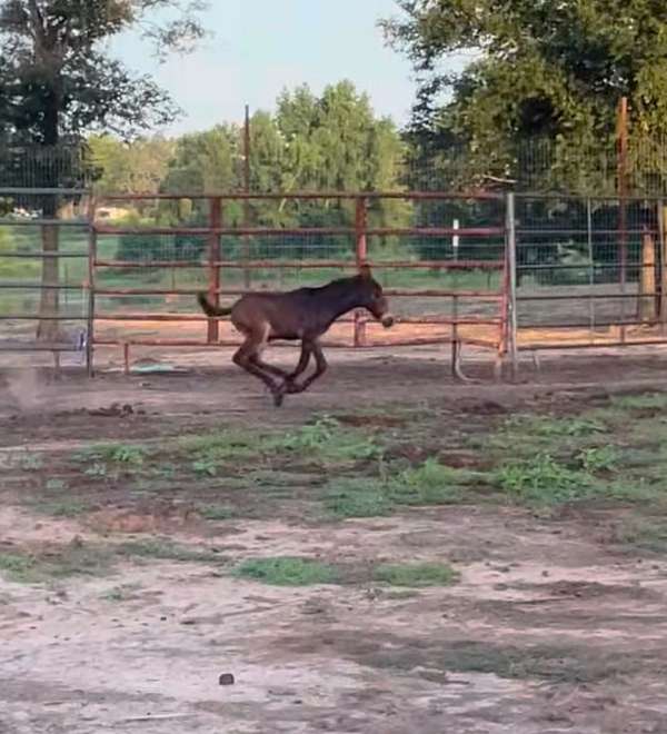 grulla-andalusian-mule-colt-mare