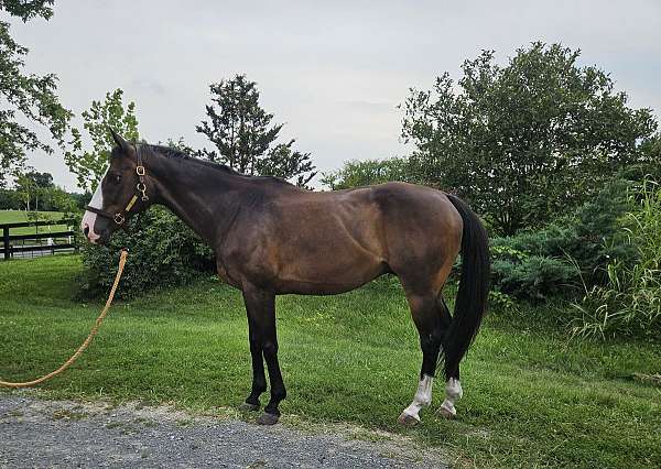blaze-rh-lh-socks-horse