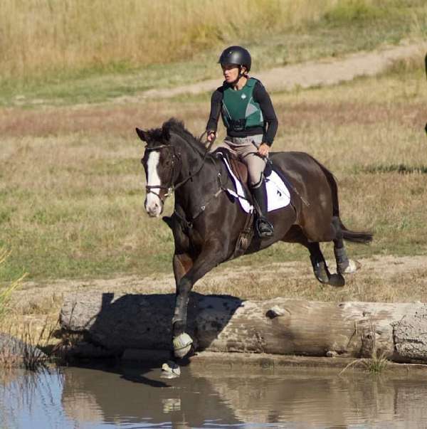 bay-blaze-rh-lh-socks-horse