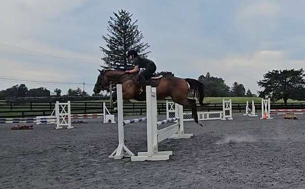 blaze-rh-lh-socks-horse