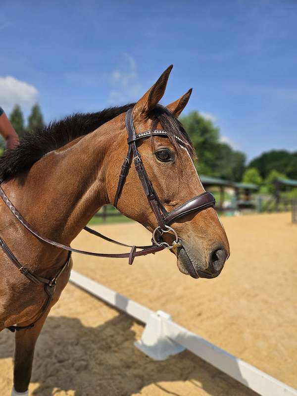 amateur-thoroughbred-horse