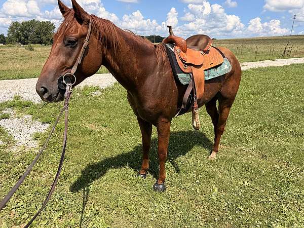 quarter-horse-gelding