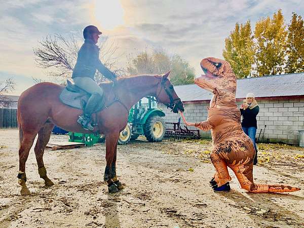 strip-snip-rh-lh-lf-socks-horse