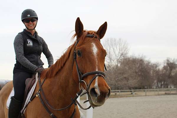 chestnut-strip-snip-rh-lh-lf-socks-horse