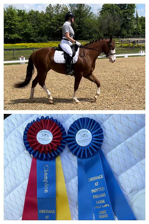 nrha-mare-stallion