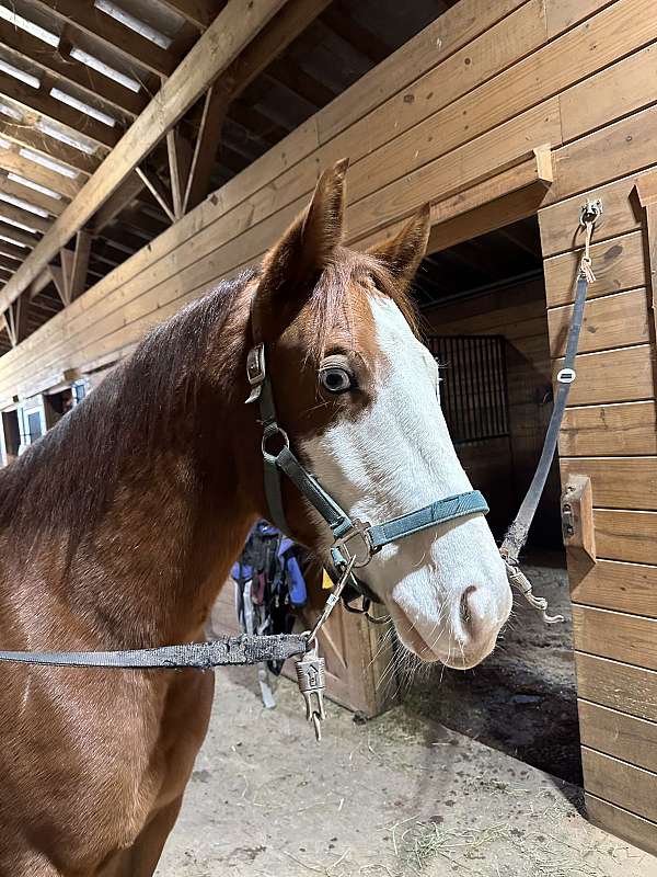 ranch-quarter-horse